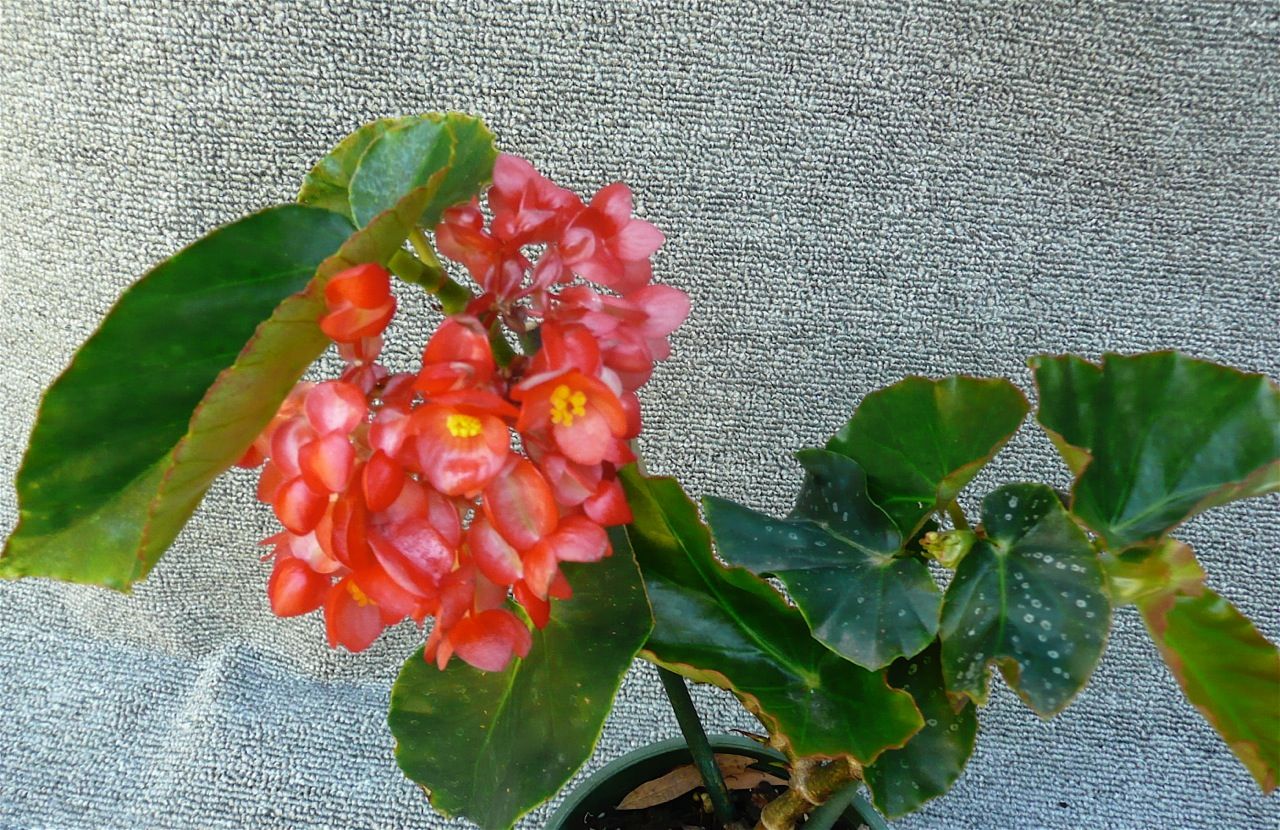 B. ‘Kentdale’